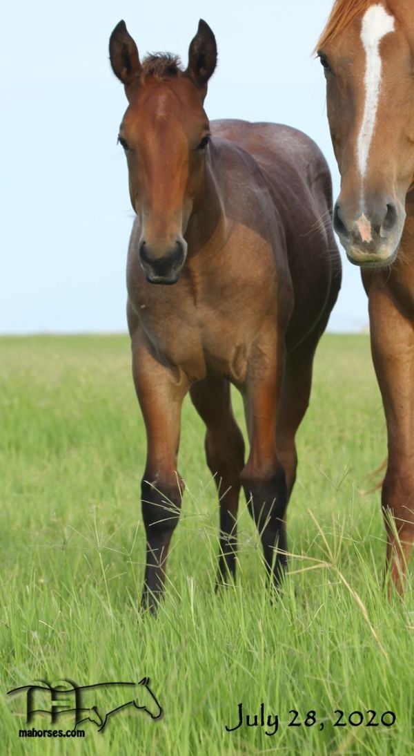 Hancocks Red Hot's 2020 Bay Roan Colt